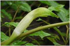 Arisaema tortuosum